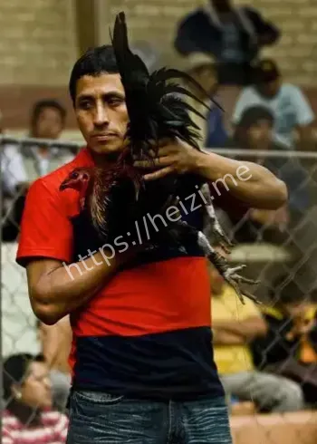 秘鲁男子斗鸡攻击致死事件