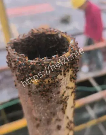 河南隐翅虫事件