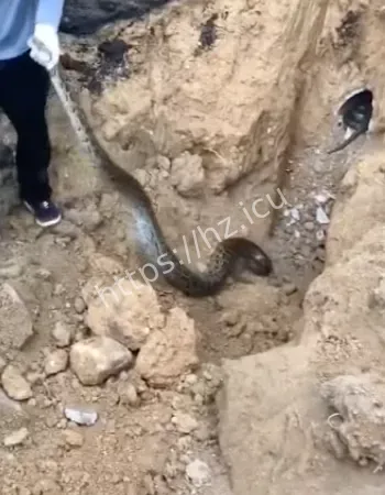 硬闯蛇王领地